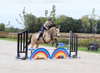 Irlandzki koń sportowy, Klacz, 5 lat, 151 cm, Bułana