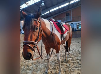 Irlandzki koń sportowy Mix, Klacz, 5 lat, 154 cm, Srokata