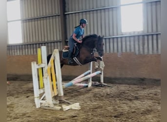 Irlandzki koń sportowy, Klacz, 5 lat, 160 cm, Ciemnokasztanowata