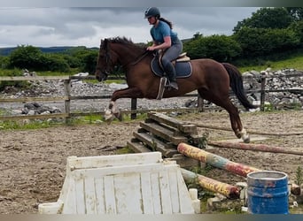 Irlandzki koń sportowy, Klacz, 5 lat, 160 cm, Ciemnokasztanowata