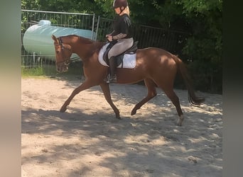 Irlandzki koń sportowy, Klacz, 5 lat, 160 cm, Kasztanowata