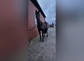 Irlandzki koń sportowy, Klacz, 5 lat, 160 cm