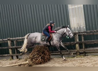 Irlandzki koń sportowy, Klacz, 5 lat, 160 cm, Siwa jabłkowita