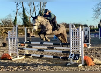 Irlandzki koń sportowy, Klacz, 5 lat, 160 cm, Siwa jabłkowita