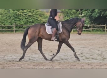 Irlandzki koń sportowy, Klacz, 5 lat, 160 cm, Skarogniada
