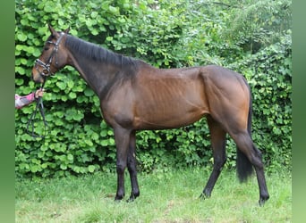 Irlandzki koń sportowy, Klacz, 5 lat, 160 cm, Skarogniada