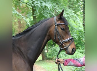 Irlandzki koń sportowy, Klacz, 5 lat, 160 cm, Skarogniada