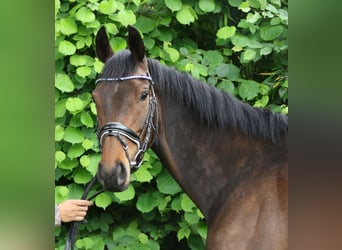 Irlandzki koń sportowy, Klacz, 5 lat, 160 cm, Skarogniada
