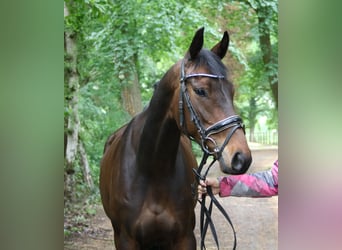 Irlandzki koń sportowy, Klacz, 5 lat, 160 cm, Skarogniada