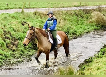 Irlandzki koń sportowy, Klacz, 5 lat, 162 cm, Gniada