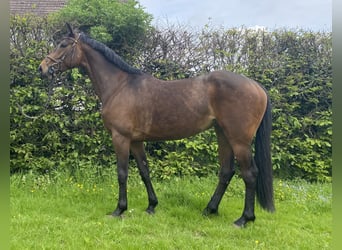 Irlandzki koń sportowy, Klacz, 5 lat, 163 cm, Ciemnogniada