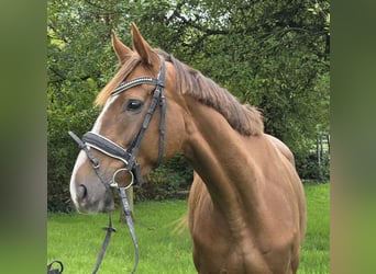 Irlandzki koń sportowy Mix, Klacz, 5 lat, 163 cm, Ciemnokasztanowata