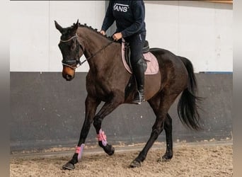 Irlandzki koń sportowy Mix, Klacz, 5 lat, 163 cm, Kara