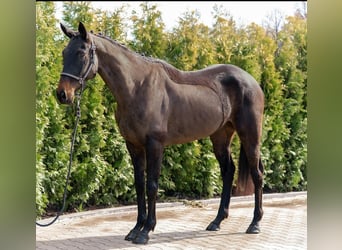 Irlandzki koń sportowy Mix, Klacz, 5 lat, 163 cm, Kara