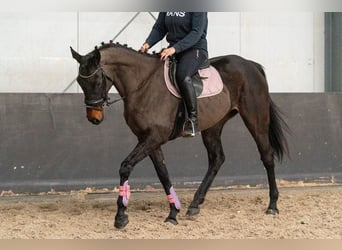 Irlandzki koń sportowy Mix, Klacz, 5 lat, 163 cm, Kara