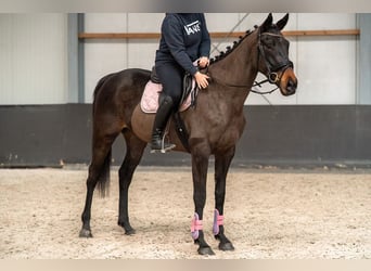 Irlandzki koń sportowy Mix, Klacz, 5 lat, 163 cm, Kara