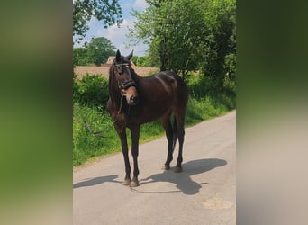 Irlandzki koń sportowy, Klacz, 5 lat, 165 cm, Ciemnogniada