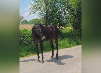 Irlandzki koń sportowy, Klacz, 5 lat, 165 cm, Ciemnogniada