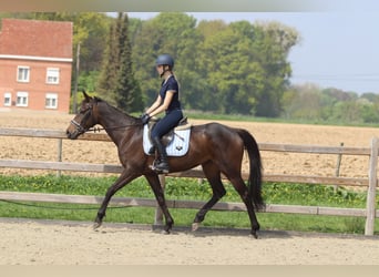Irlandzki koń sportowy, Klacz, 5 lat, 165 cm, Kara