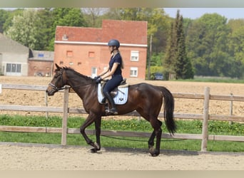 Irlandzki koń sportowy, Klacz, 5 lat, 165 cm, Kara