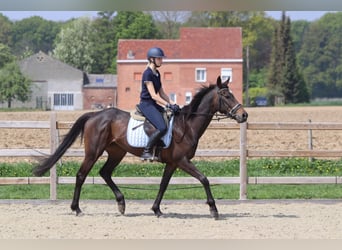 Irlandzki koń sportowy, Klacz, 5 lat, 165 cm, Kara