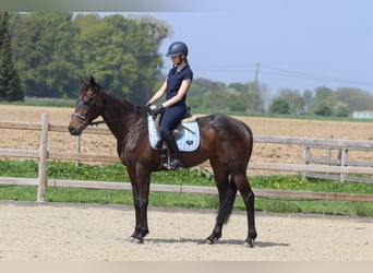 Irlandzki koń sportowy, Klacz, 5 lat, 165 cm, Kara