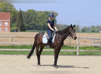 Irlandzki koń sportowy, Klacz, 5 lat, 165 cm, Kara