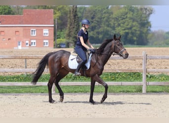 Irlandzki koń sportowy, Klacz, 5 lat, 165 cm, Kara