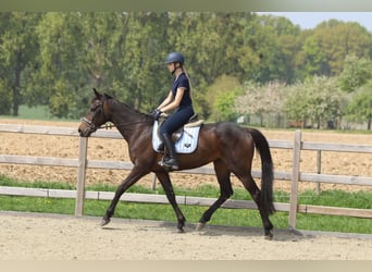 Irlandzki koń sportowy, Klacz, 5 lat, 165 cm, Kara