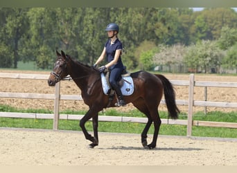 Irlandzki koń sportowy, Klacz, 5 lat, 165 cm, Kara