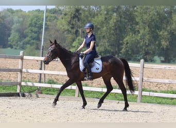 Irlandzki koń sportowy, Klacz, 5 lat, 165 cm, Kara