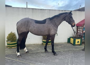 Irlandzki koń sportowy, Klacz, 5 lat, 167 cm, Gniada
