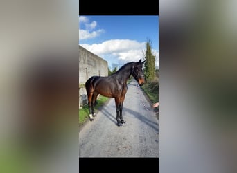 Irlandzki koń sportowy, Klacz, 5 lat, 167 cm
