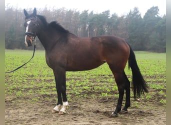 Irlandzki koń sportowy Mix, Klacz, 5 lat, 168 cm, Ciemnogniada