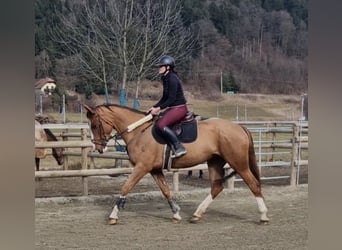 Irlandzki koń sportowy, Klacz, 5 lat, 168 cm, Kasztanowata