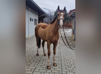 Irlandzki koń sportowy, Klacz, 5 lat, 168 cm, Kasztanowata