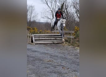 Irlandzki koń sportowy, Klacz, 5 lat, 170 cm, Siwa