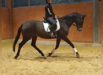 Irlandzki koń sportowy, Klacz, 5 lat, 175 cm, Gniada