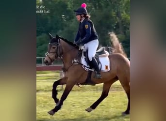 Irlandzki koń sportowy, Klacz, 6 lat, 146 cm, Bułana