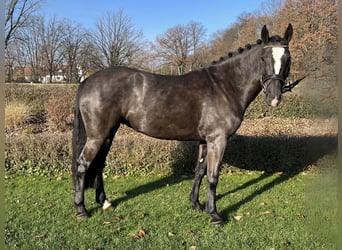 Irlandzki koń sportowy, Klacz, 6 lat, 148 cm, Ciemnogniada