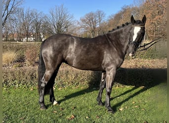 Irlandzki koń sportowy, Klacz, 6 lat, 148 cm, Ciemnogniada