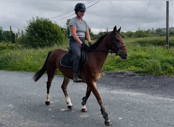 Irlandzki koń sportowy, Klacz, 6 lat, 148 cm, Gniada
