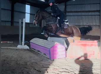 Irlandzki koń sportowy, Klacz, 6 lat, 156 cm, Gniada