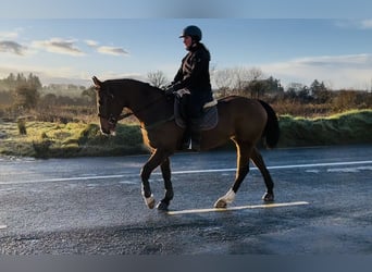Irlandzki koń sportowy, Klacz, 6 lat, 156 cm, Gniada