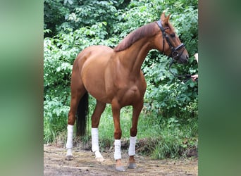 Irlandzki koń sportowy Mix, Klacz, 6 lat, 157 cm, Kasztanowata