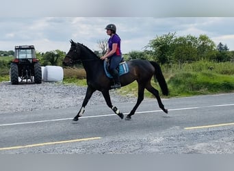 Irlandzki koń sportowy, Klacz, 6 lat, 158 cm, Jasnogniada