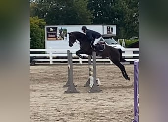 Irlandzki koń sportowy, Klacz, 6 lat, 158 cm, Jasnogniada