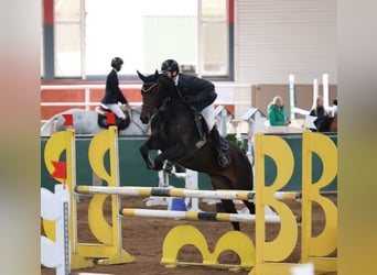 Irlandzki koń sportowy, Klacz, 6 lat, 158 cm, Jasnogniada
