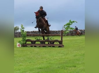 Irlandzki koń sportowy, Klacz, 6 lat, 158 cm, Jasnogniada
