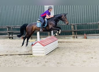 Irlandzki koń sportowy, Klacz, 6 lat, 158 cm, Jasnogniada